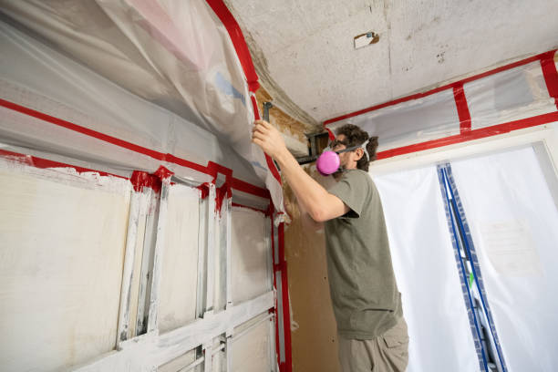 Trusted Dahlonega, GA Mold Removal Experts